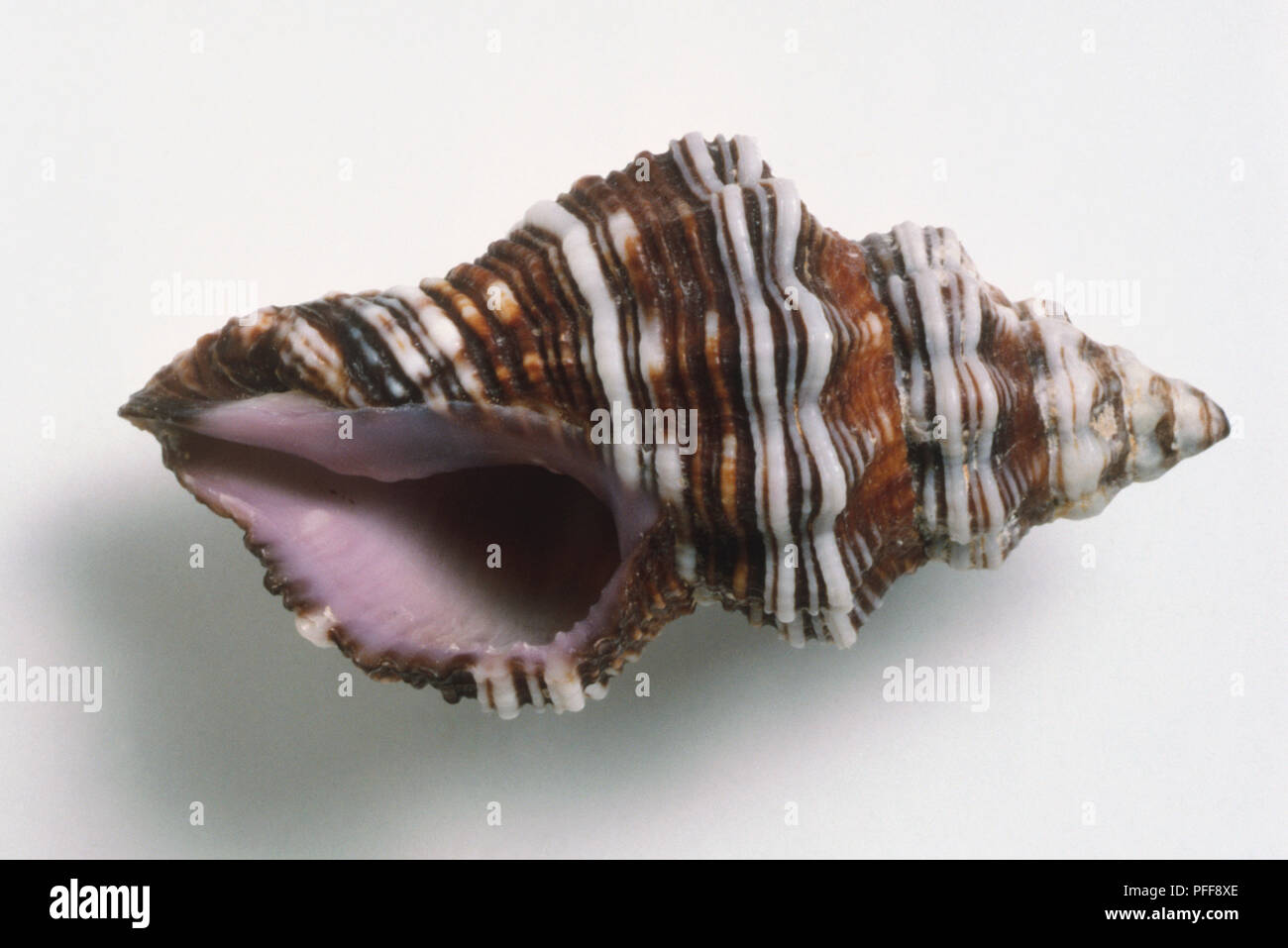 Peristernia philberti Peristernia, Philbert's Shell, tall spire, forme élégante, côtes en spirale rouge brun avec des fines bandes de noir et blanc, rose pourpre de l'intérieur. Banque D'Images
