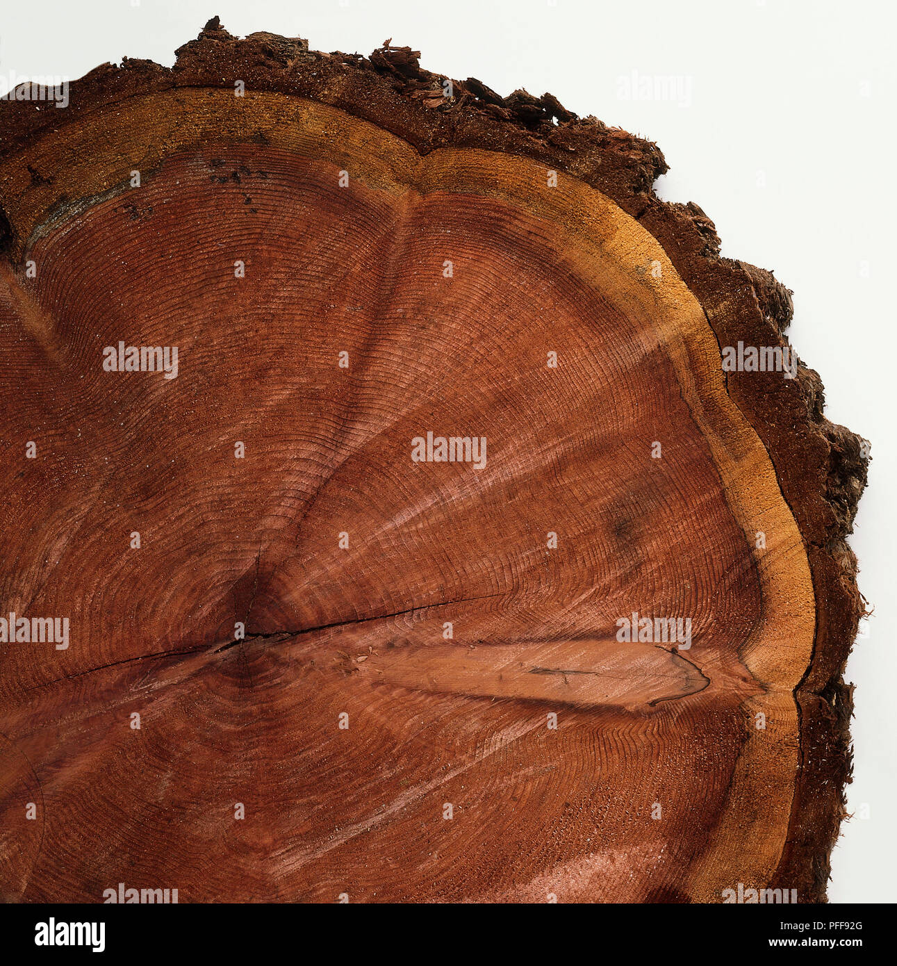 Planche Bois Séquoia Blanc Vintage – Croissance Naturelle, Live Edge 23,5x16x1,25 Pouces