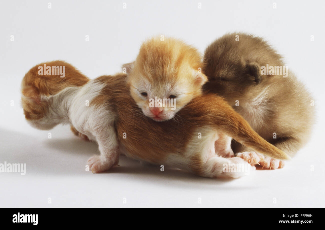 Trois jeunes chatons (Felis catus) entassés, deux et gingembre blanc et un gris et blanc Banque D'Images