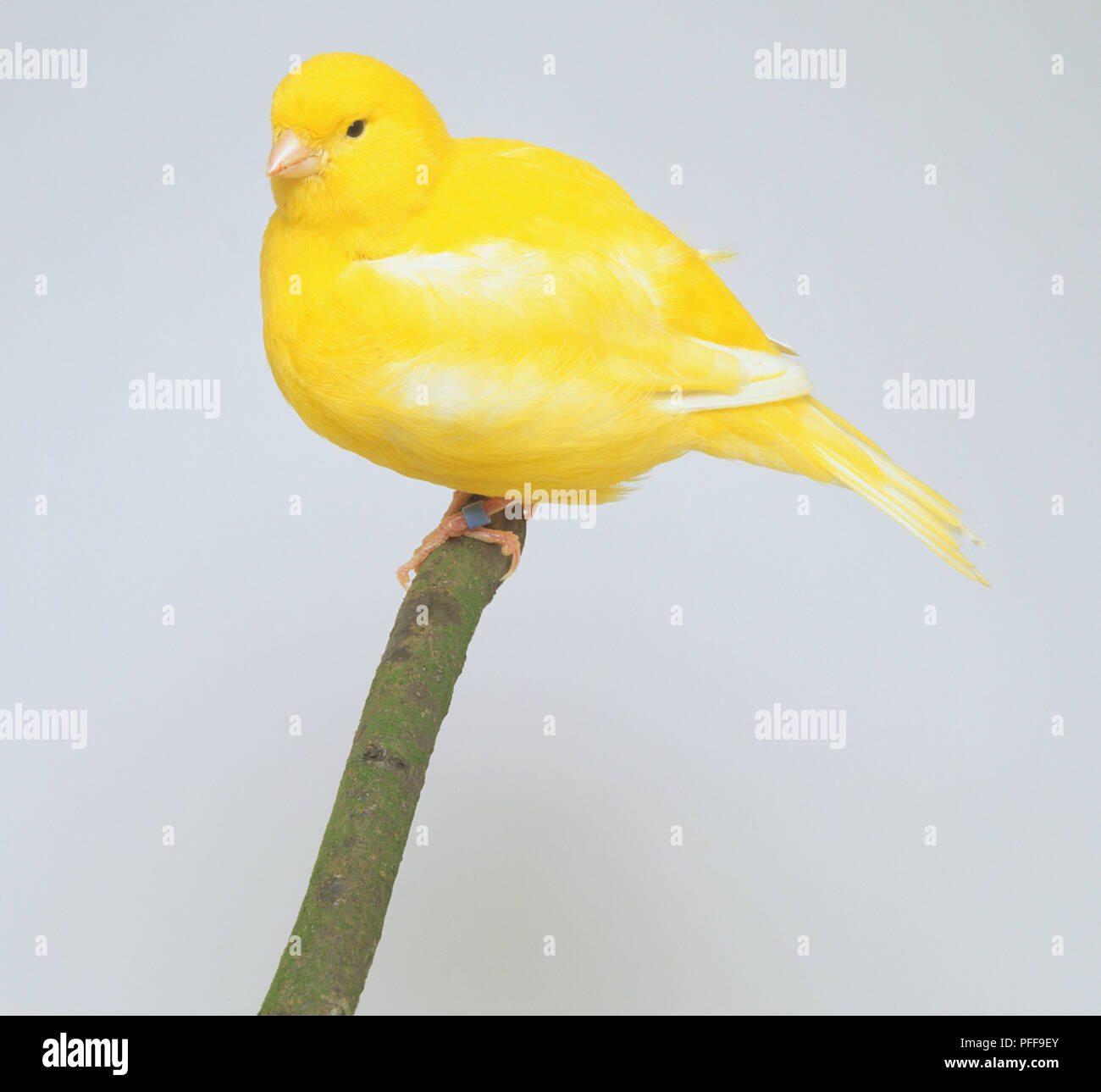 Canaries Serinus Canaria Oiseau Jaune Vif Perché Sur Une