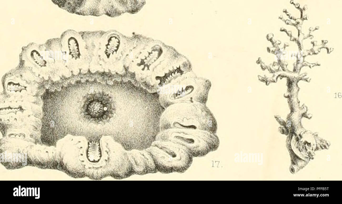 Une illustration de coraux d’eau profonde, en se concentrant spécifiquement sur les espèces trouvées aux grandes profondeurs de l’océan. L’image fournit une perspective scientifique sur la morphologie et l’importance écologique de ces coraux, contribuant ainsi à la biologie marine et à l’océanographie. Banque D'Images
