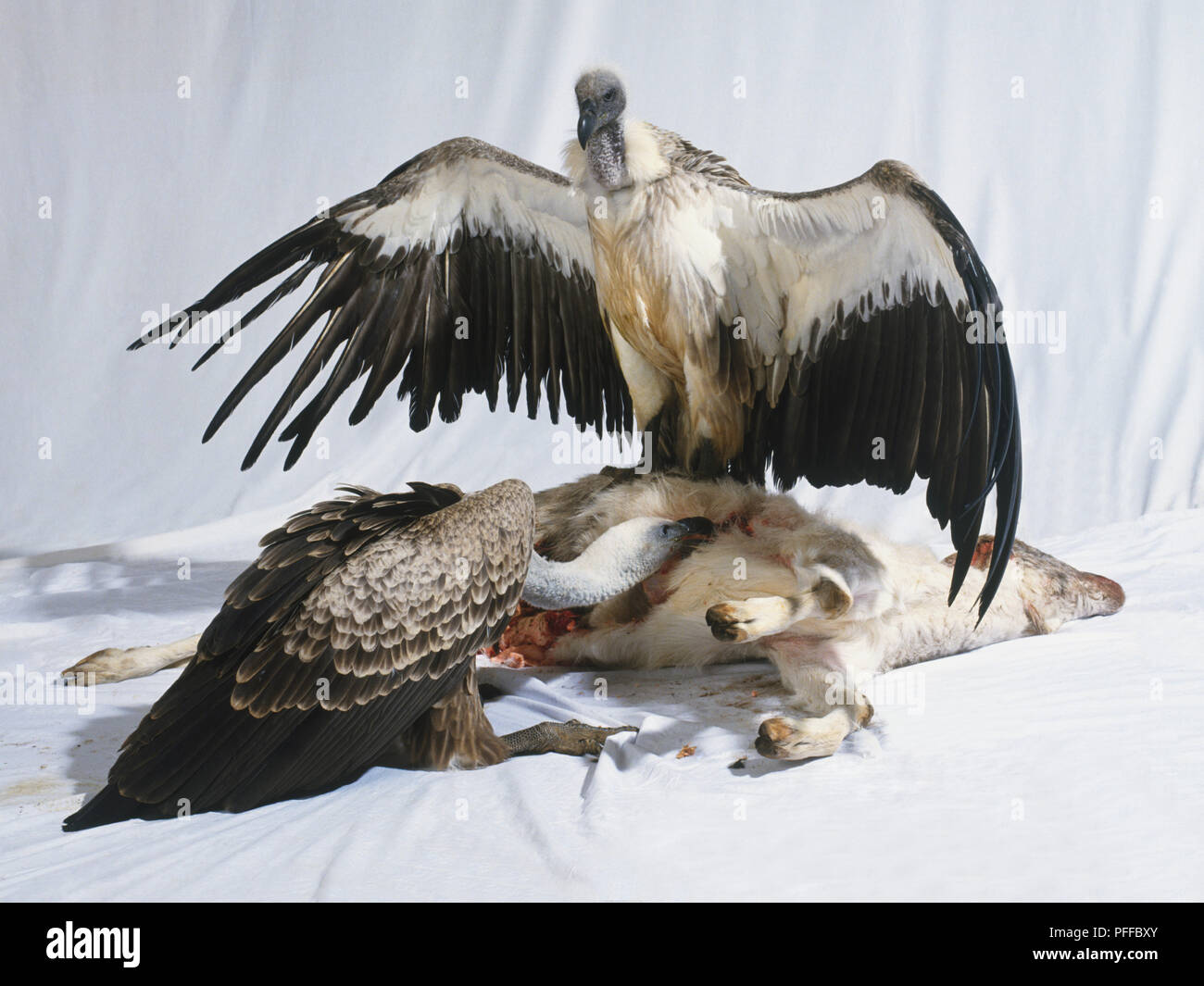 Deux vautours à dos blanc de l'Afrique (Gyps africanus) debout sur un agneau mort le manger Banque D'Images