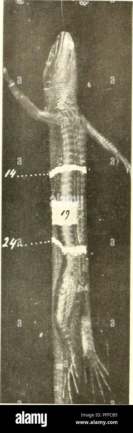 Cette étude sur l’organisation dermatomérique chez le lézard vert (Lacerta viridis) porte sur le système nerveux, en particulier la segmentation dermatomérique. Il offre une analyse détaillée de l'innervation de la peau et de sa relation avec la structure corporelle du reptile, améliorant la compréhension de la physiologie du lézard. Banque D'Images