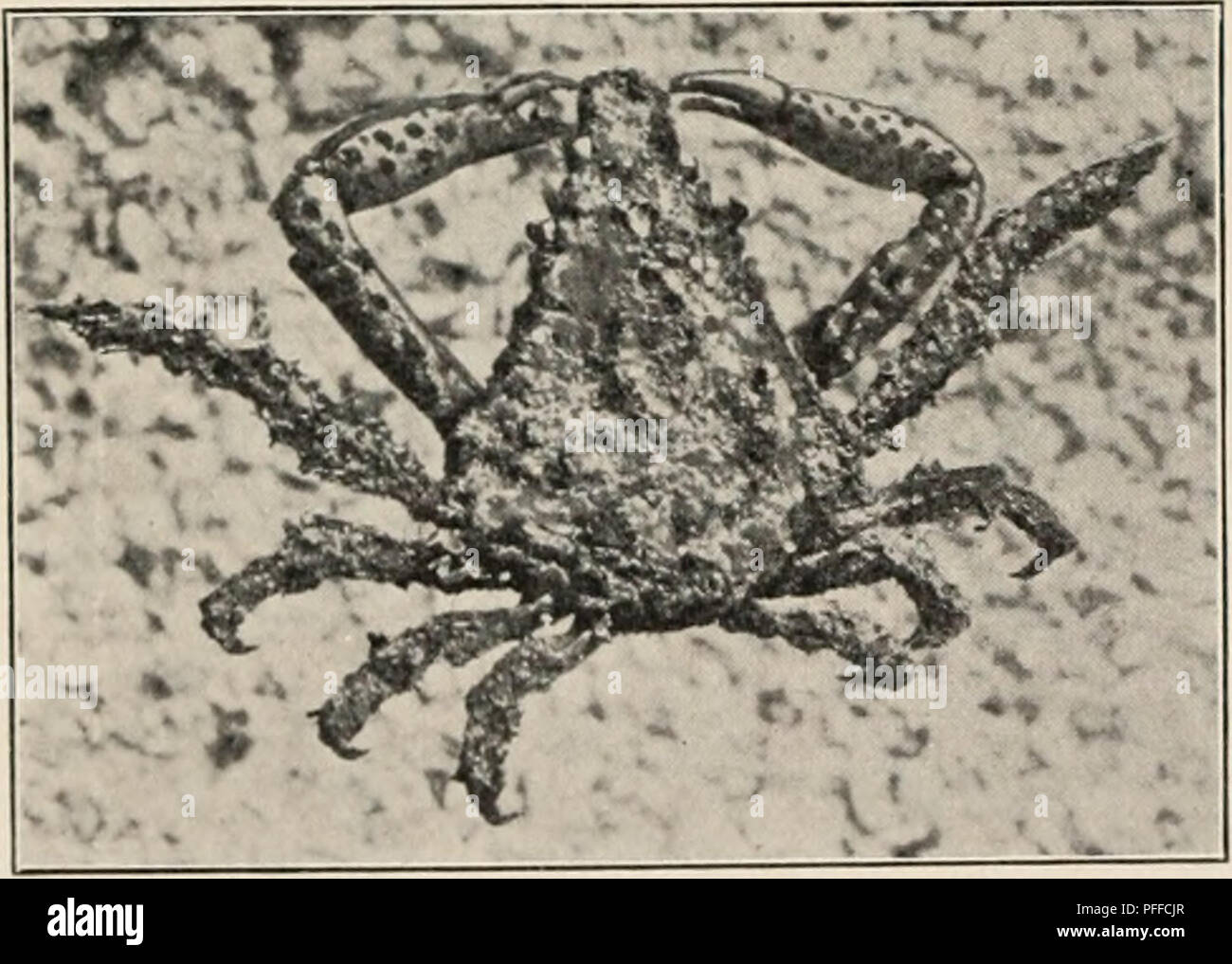 . Les crustacés décapodes des Bermudes. (Crustacea Decapoda) -- Bermudes. A. E. Linea-mauvais les crustacés décapodes des Bermudes. 413 Il va de la mer de Beaufort, N". C. Pour les îles Abrolhos et Bahia, Brésil. Au large de Cape Fear, N. C., 15 à 17 brasses, West Indies, 6-1G brasses, en Floride, et de nombreuses autres localités (Rathbun). Les Bermudes et de Bahia, Brésil (Alvignac ; Rathbun) ; Abrolhos (Smith, Yale Mus.). Microphrys bicornutus (Latr.) A. M.-Edw. Araignée. J'biconutta isa Latreille, Encycl. Meth., Nat. Hist., x, p. 141, 1825. Pericera bicorna H. Milne-Edwards, Hist. nat. Croûte., i, p. 337, 1834. /Ysu Gibbes, bicorna Banque D'Images