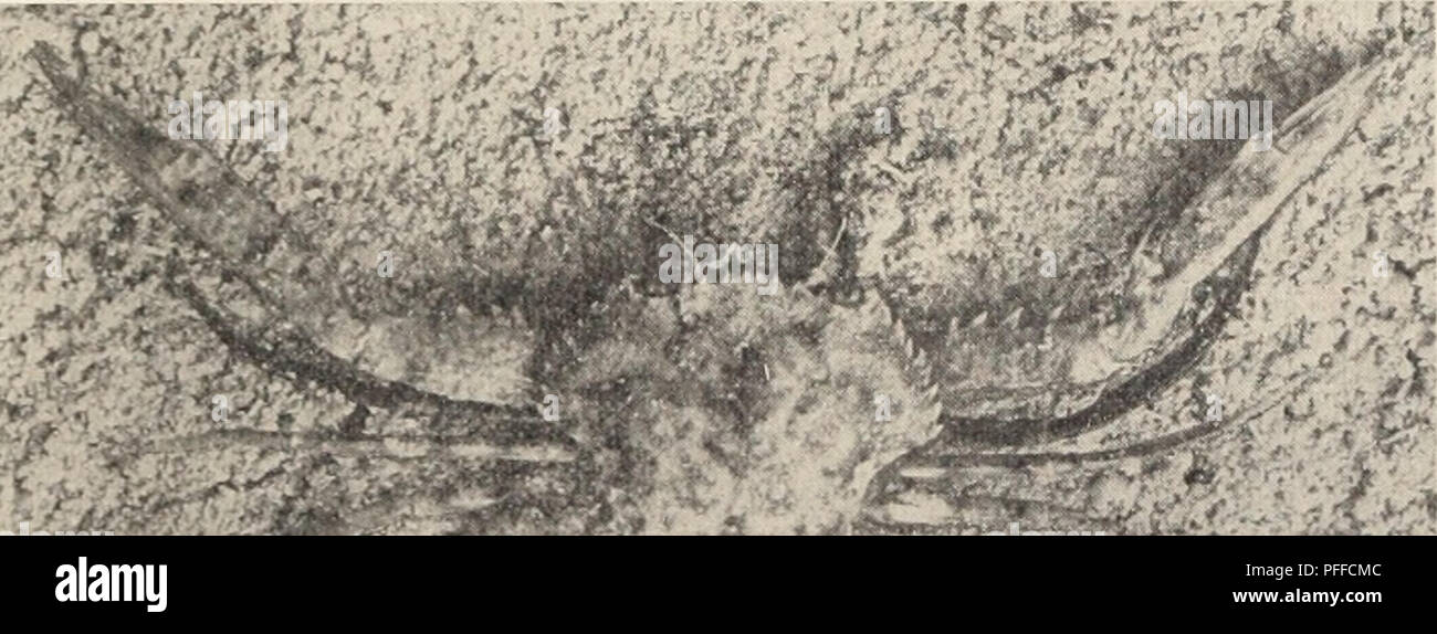 . Les crustacés décapodes des Bermudes. (Crustacea Decapoda) -- Bermudes. A. E. Verrill-les crustacés décapodes des Bermudes.  :&Gt ; !iL Beaufort, N. C., et la Floride occidentale (Kingsley). Egmont Key, en Floride, "Non. 081, et Fort INI eon (Vale Mus.). Depressifrons Stimp Achelous. Ainiiliih-iti- &lt;lcpi-es*ifro)est Stimpson, Notes, n° I, Annales de la lessive. Nat. Hist. N York, vii, p. 58 [12],1859. ' AclH'Ioitx essifrons Stimp-depi., op. cit., p. 223 [95], 1860. A.. Milne-Edw, Arch. Mus. Nat. Hist., x, p. 342, 1861 ; Mlle. Sci. Mex., v, p. 230, pi. xl, fig. 4, 4a, 1871). Cônes, Proc. Acad. Nat. Sci. Philad., pour 1872 Banque D'Images