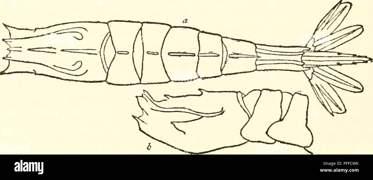 Cette description détaillée d'une espèce de crustacés décapodes de la côte nord-ouest de l'Amérique du Nord traite de ses caractéristiques physiques, y compris la forme transversale de sa paume et l'allongement de l'abdomen. L’espèce se trouve dans les régions arctiques et subarctiques, avec une répartition qui s’étend de l’Alaska au Groenland. Banque D'Images