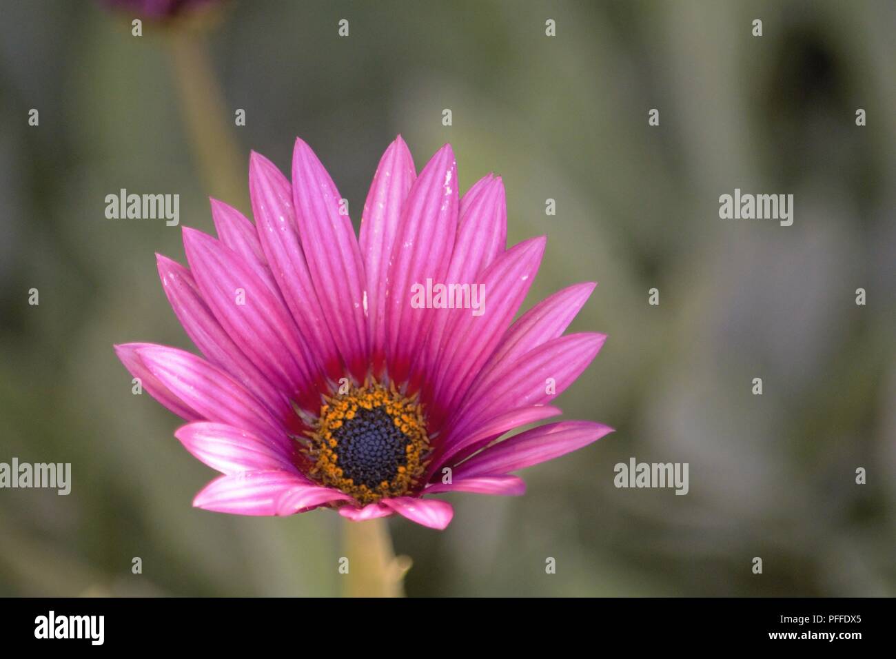 Cape marguerite;Dimorphotheca ecklonis Banque D'Images