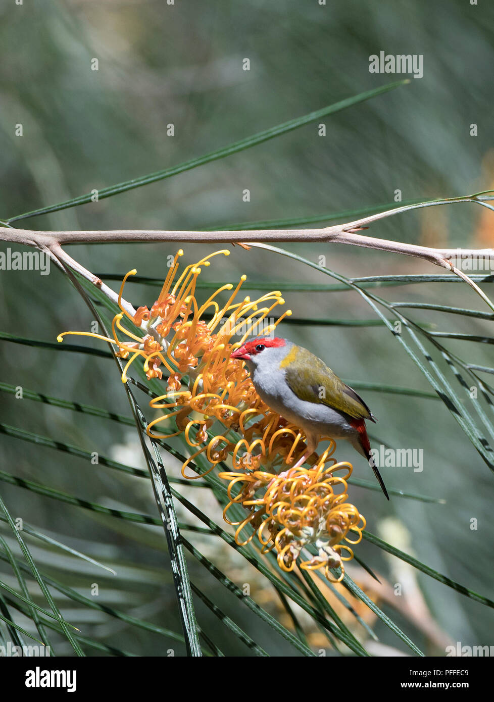 Red-browed Finch (Neochmia temporalis) grevillea pollinisateurs des fleurs, Julatten, Atherton, Far North Queensland, Queensland, Australie, FNQ Banque D'Images