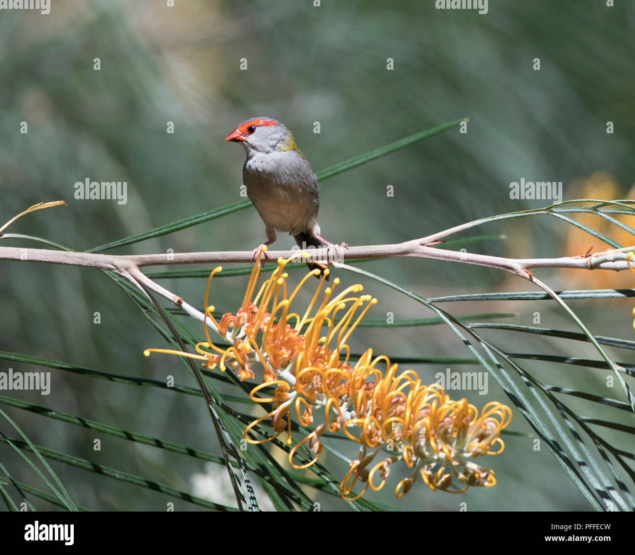 Red-browed Finch (Neochmia temporalis) perché sur grevillea fleurs, Julatten, Atherton, Far North Queensland, Queensland, Australie, FNQ Banque D'Images