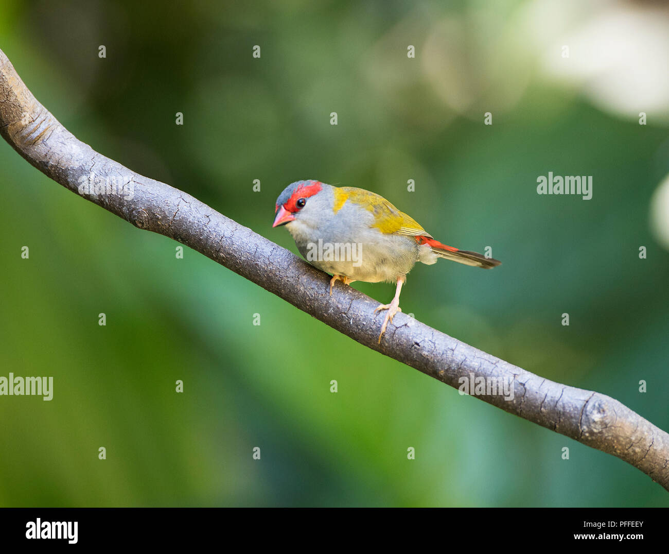 Portrait of a red-browed Finch (Neochmia temporalis) perché sur une branche, Julatten, Atherton, Far North Queensland, Queensland, Australie, FNQ Banque D'Images