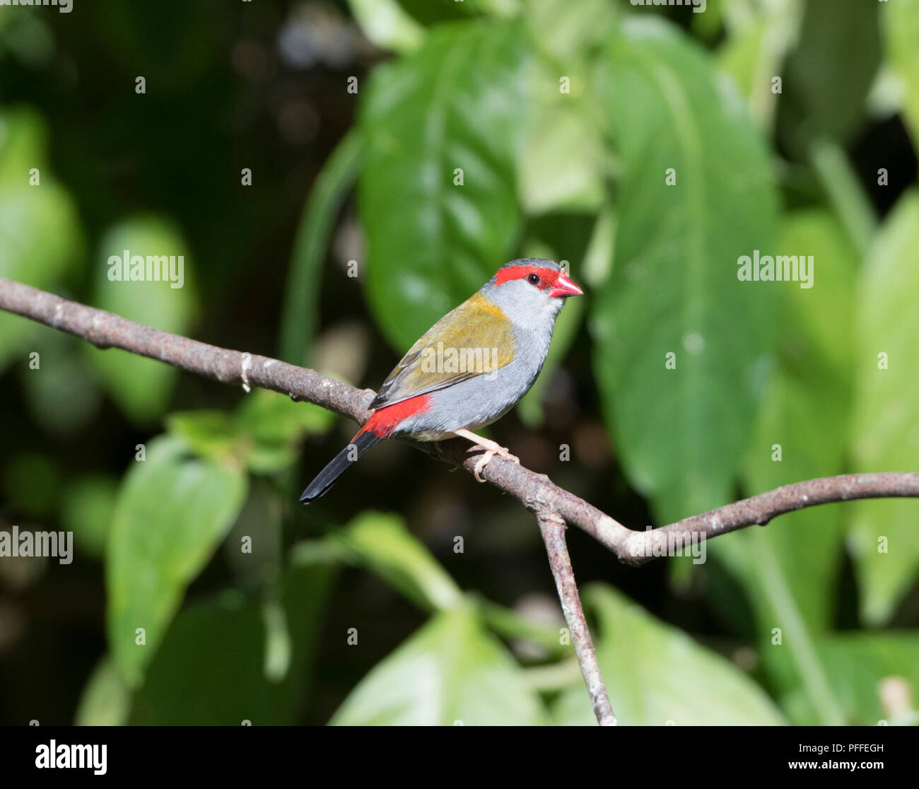 Portrait of a red-browed Finch (Neochmia temporalis) perché sur une branche, Julatten, Atherton, Far North Queensland, Queensland, Australie, FNQ Banque D'Images