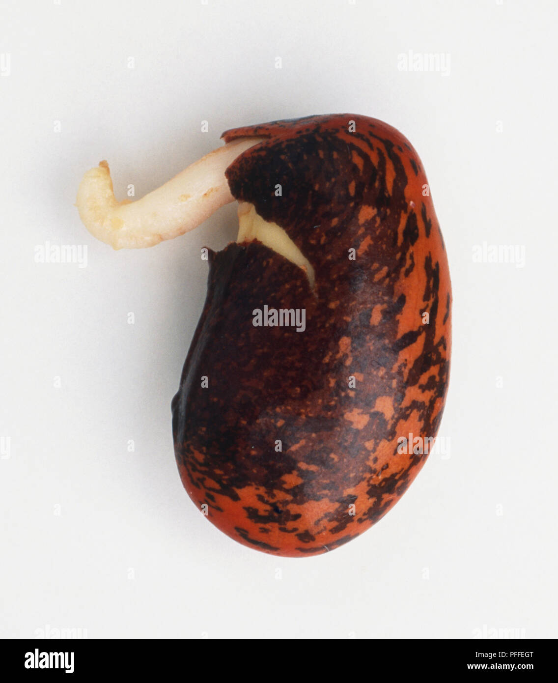 Phaseolus coccineus, racine blanche de haricot germination Banque D'Images Phaseolus coccineus, racine blanche de haricot germination Banque D'Images