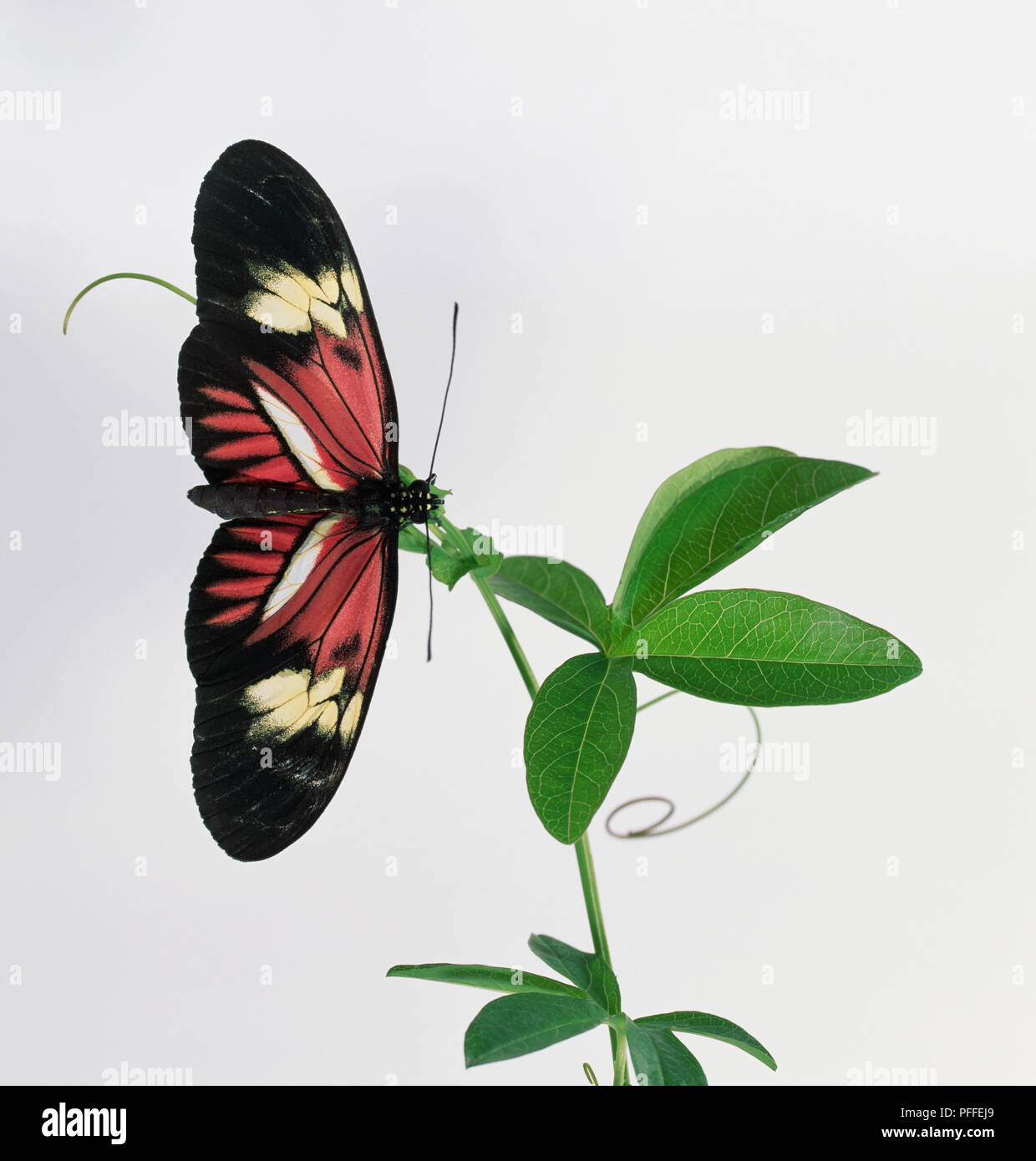 Postman papillon avec ses ailes grandes ouvertes. Les pointes et la partie extérieure des ailes sont noires, puis la crème et rouge avec une bande blanche que l'aile se réunit le corps Banque D'Images