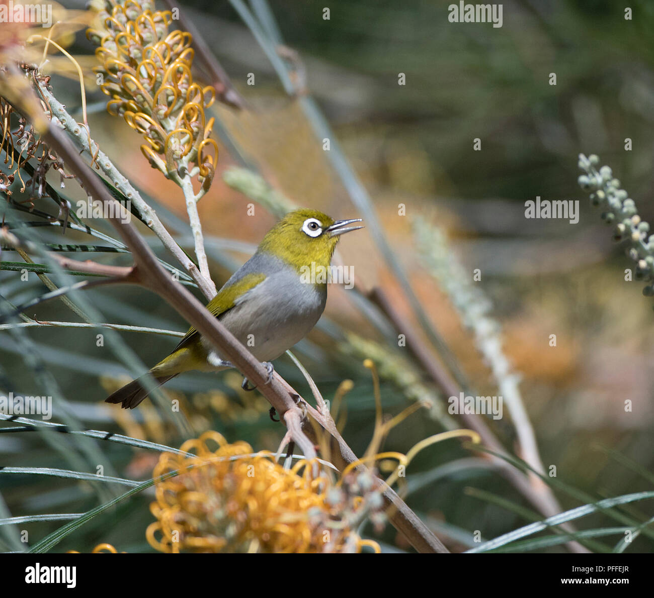 Silvereye (Zosterops lateralis) appelant perché sur grevillea fleurs, Julatten, Atherton, Far North Queensland, Queensland, Australie, FNQ Banque D'Images