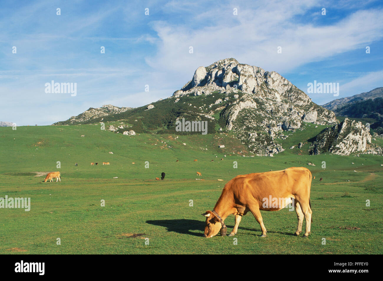 L'Espagne, Cantabria, Parque Nacional de los Picos de Europa, Lago de la Ercina, vache brune le pâturage, side view Banque D'Images