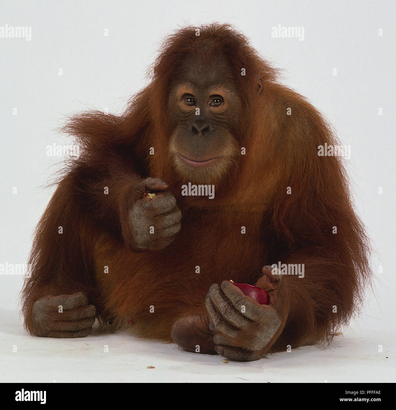 Manger des fruits de l'orang-outan assis Banque D'Images