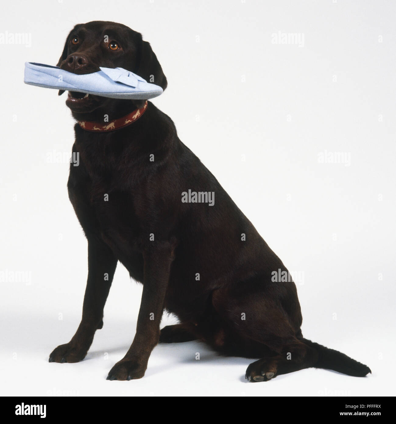 Labrador noir (Canis familiaris), assis, avec une chaussure dans la bouche, side view Banque D'Images