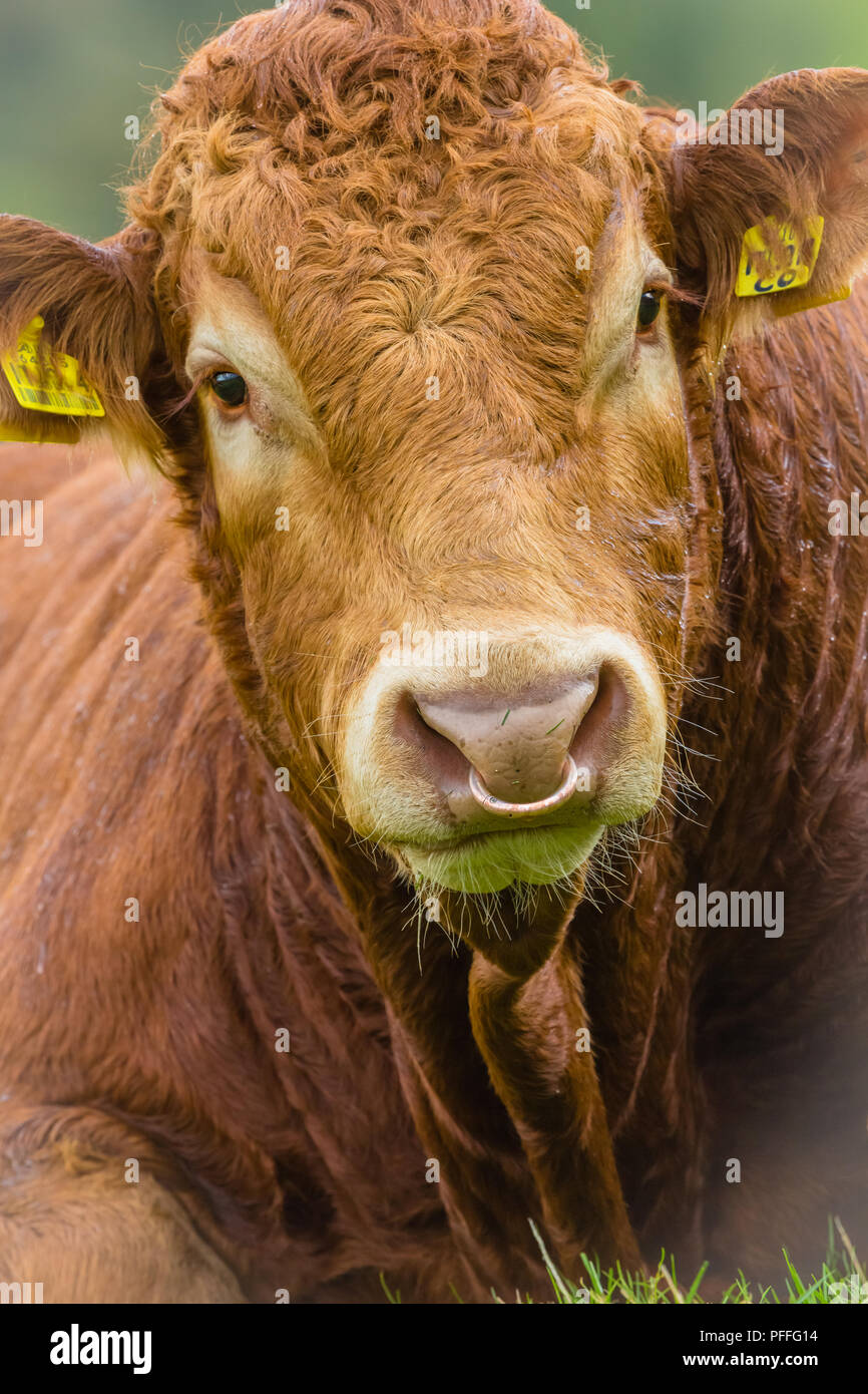 Bull, taureau Limousin prévue avec anneau en laiton par le nez. Close up  head shot Photo Stock - Alamy