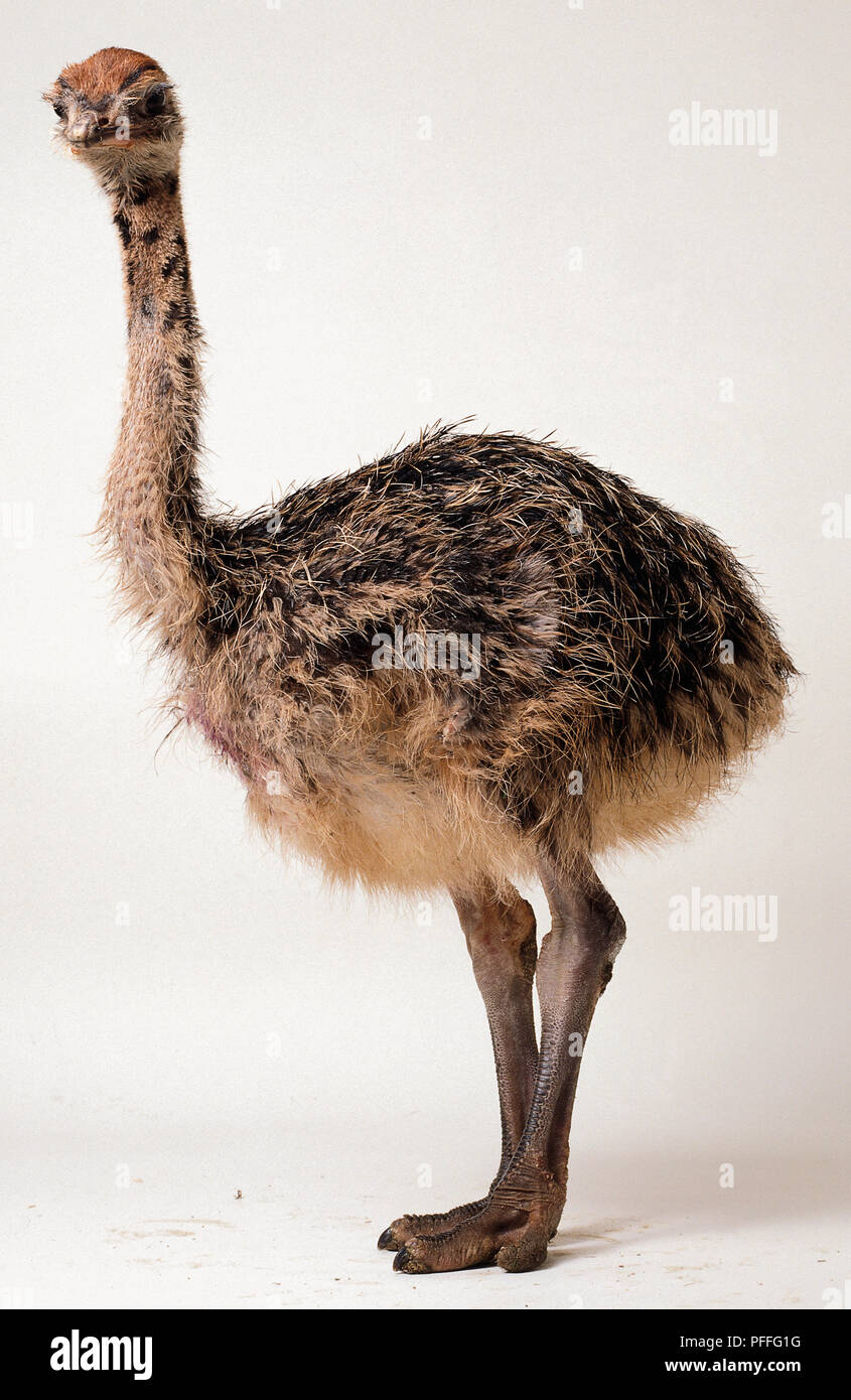Bebe Autruche Photo Stock Alamy Bebe Autruche Photo Stock Alamy