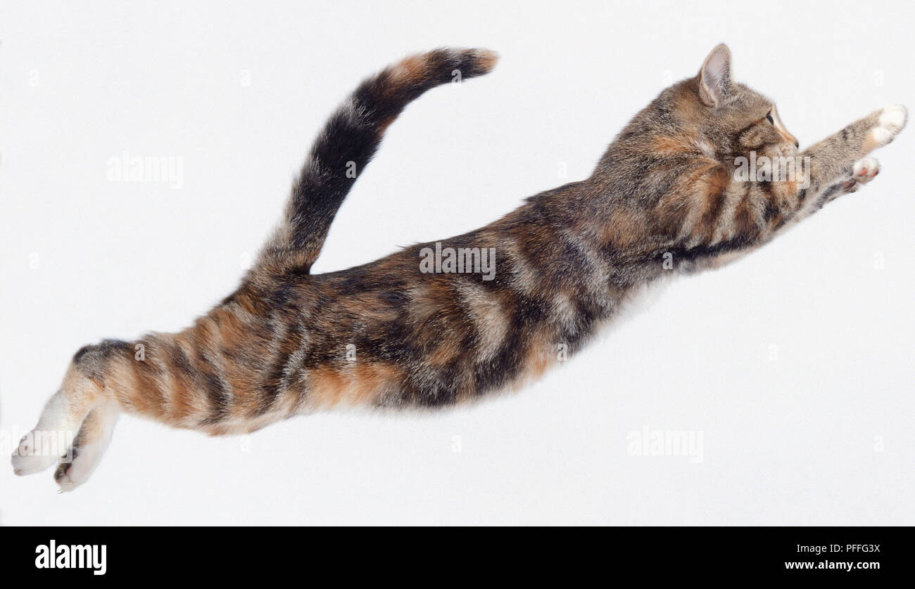 Saut De Chat Dans L Air Avec Le Corps Et Les Pattes Tendus Photo Stock Alamy Saut De Chat Dans L Air Avec Le Corps Et Les Pattes Tendus Photo Stock Alamy