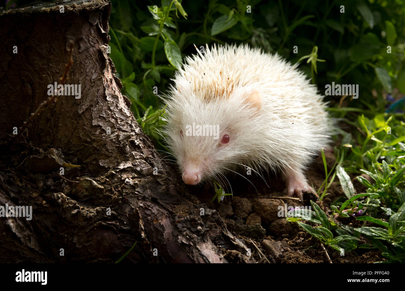 Yeux albinos Banque de photographies et d’images à haute résolution - Alamy