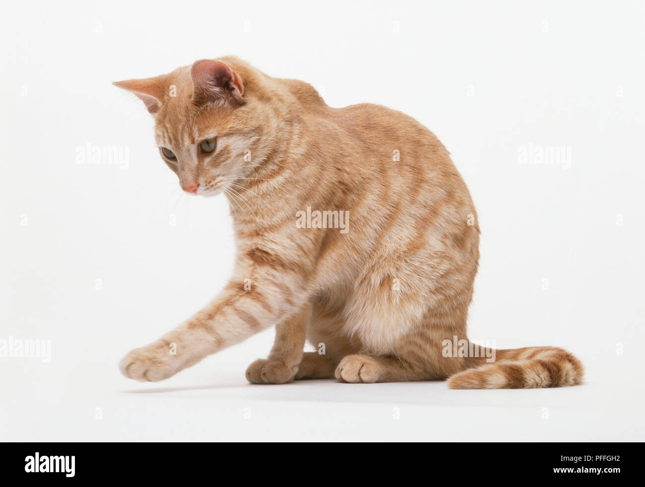 Ginger tabby chat jouant avec une balle de caoutchouc Banque D'Images
