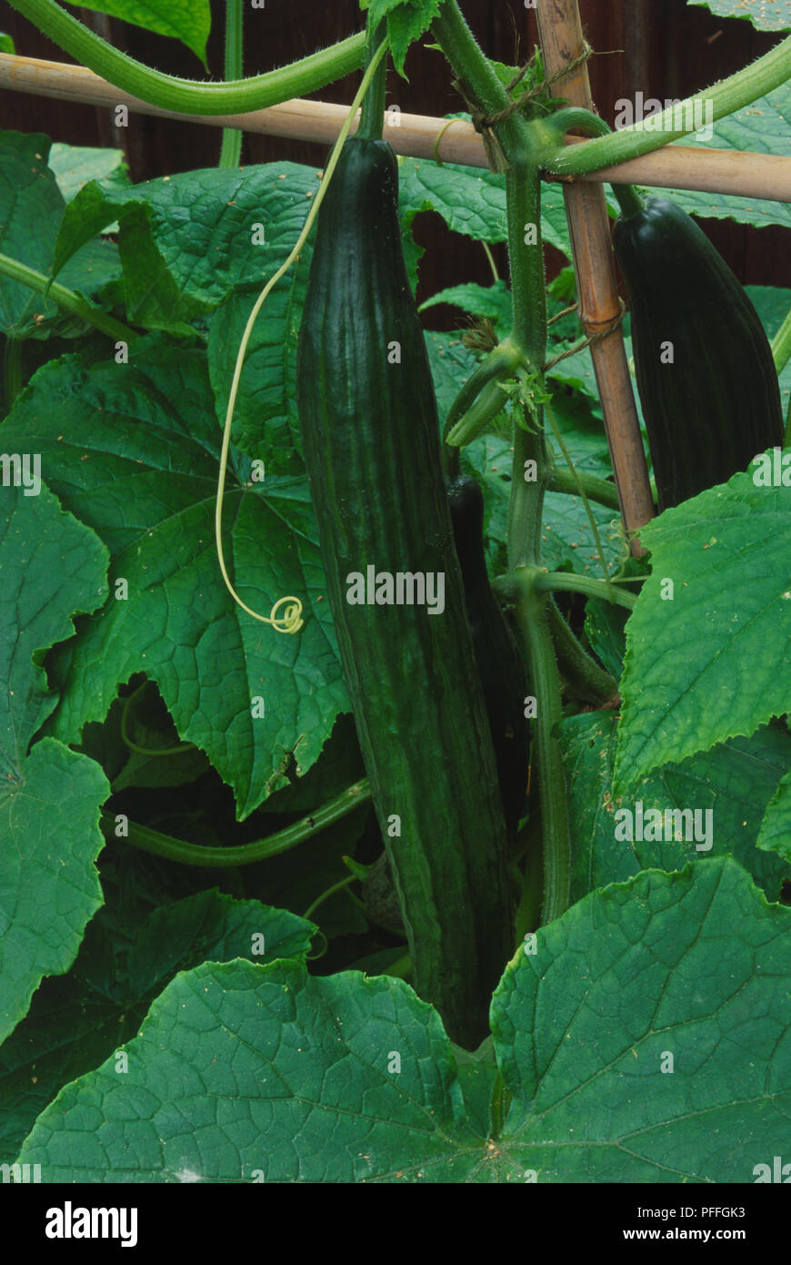 Concombre Cucumis sativus, portant deux fruits allongés, side view Banque D'Images