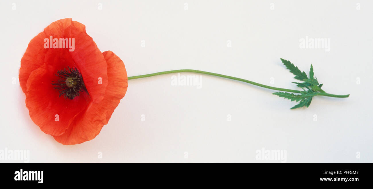 Papaver rhoeas, champ Coquelicot, seul, fleur rouge. Banque D'Images