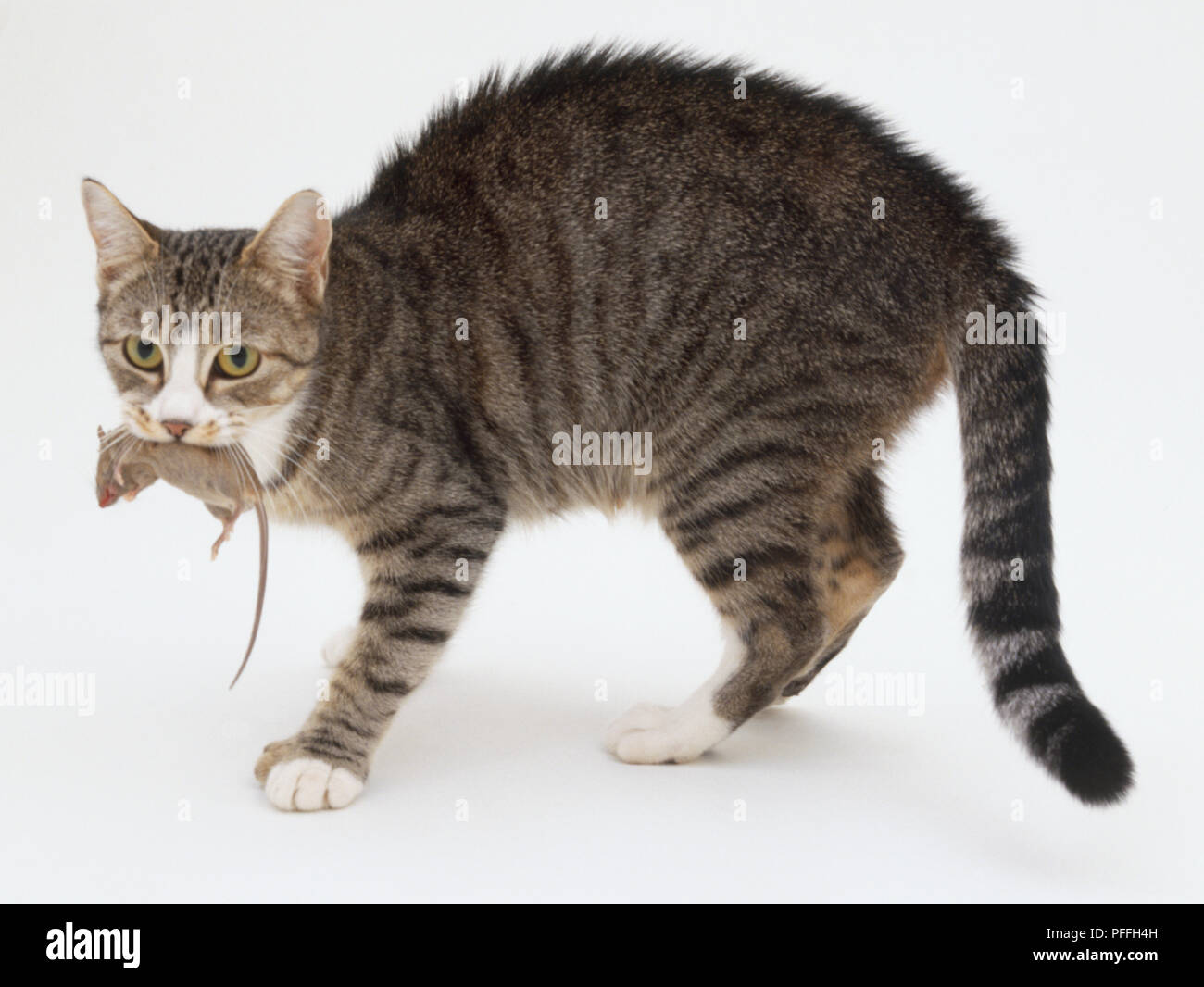 Tabby et blanc shorthair domestique chat (Felis silvestris catus), debout avec une souris morte dans sa bouche, looking at camera, vue de côté. Banque D'Images