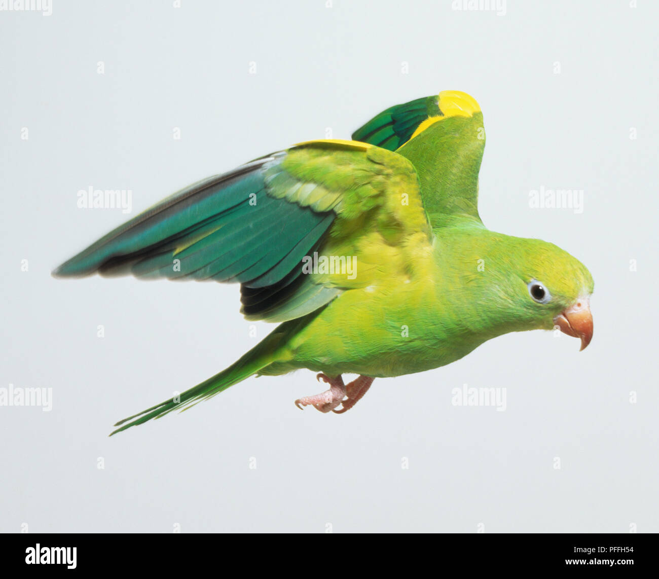 Parakeet Brotogeris versicolurus (Canary-Winged) en vol Banque D'Images