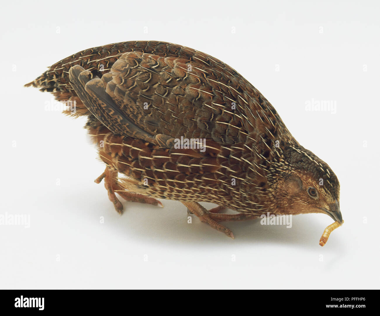 La caille japonaise (Coturnix japonica) avec un asticot dans son bec, side view Banque D'Images