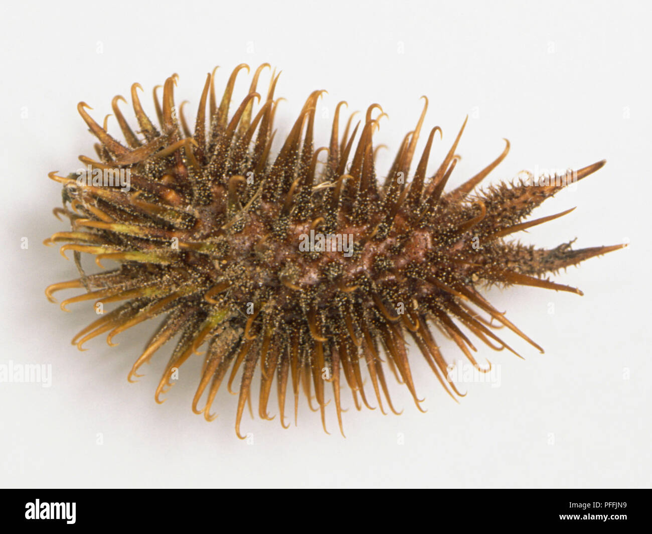 La lampourde glouteron Xanthium strumarium, tête de fructification mûrs, marron avec des crochets ou épines. Banque D'Images