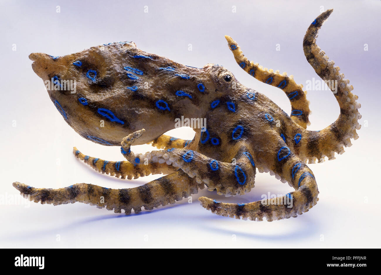 Modèle de Blue-ringed Octopus, grand corps avec deux yeux, huit membres flottant à côté et derrière, vue de côté. Banque D'Images