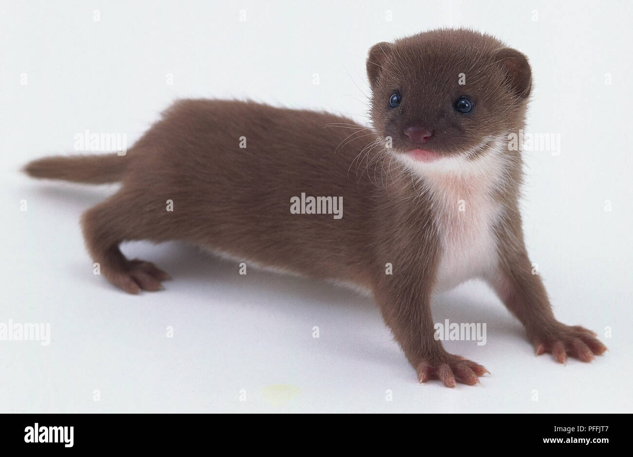 Famille Belette Banque D Image Et Photos Alamy