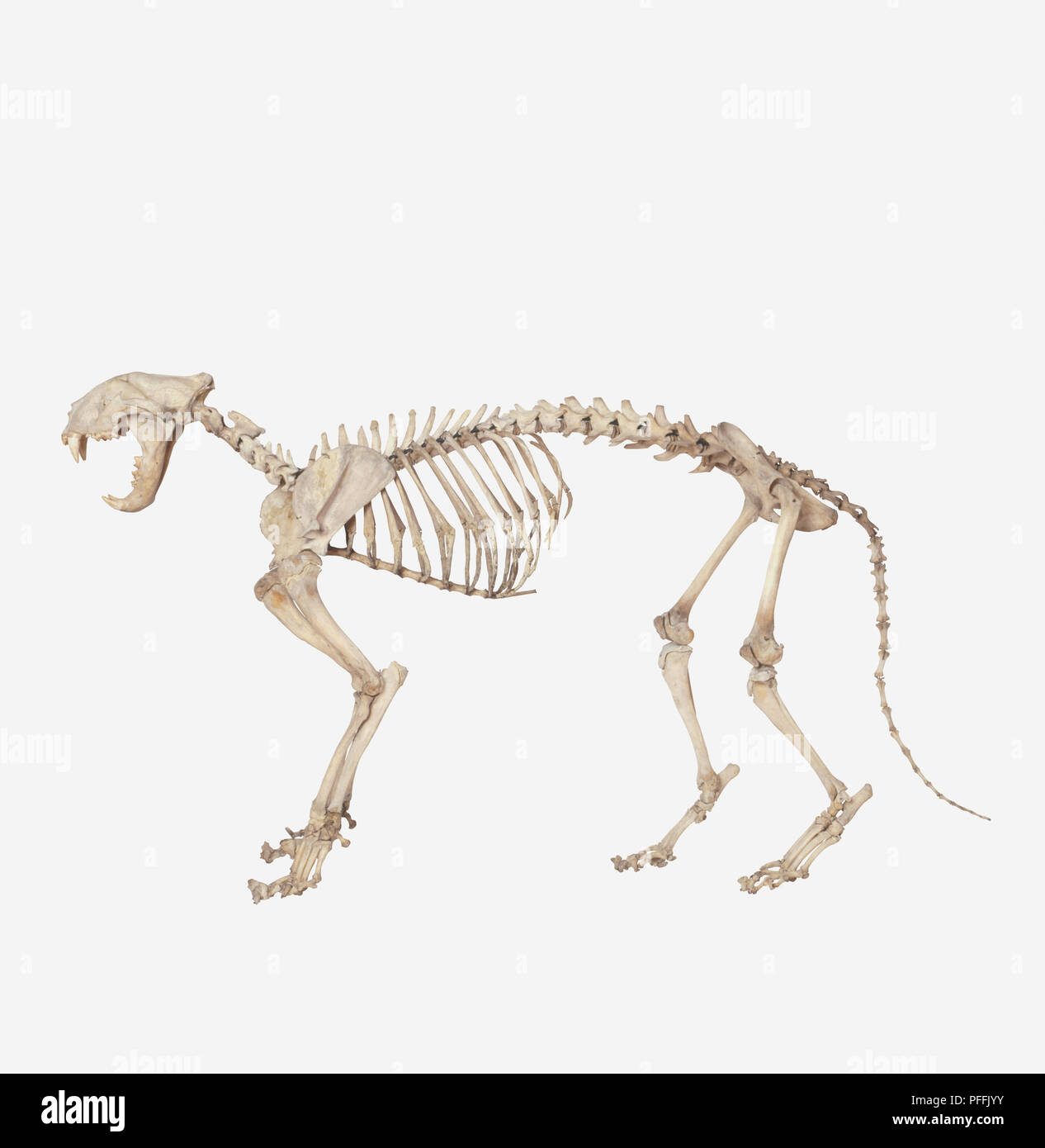 Tigre (Panthera tigris) skeleton Banque D'Images