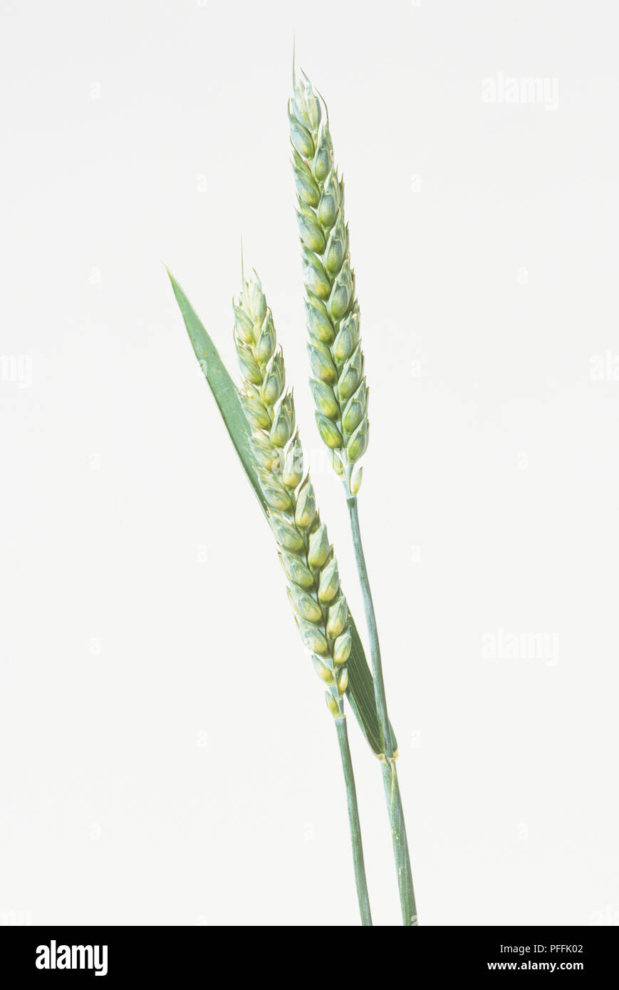 Deux épis de blé (Triticum sp.) Banque D'Images