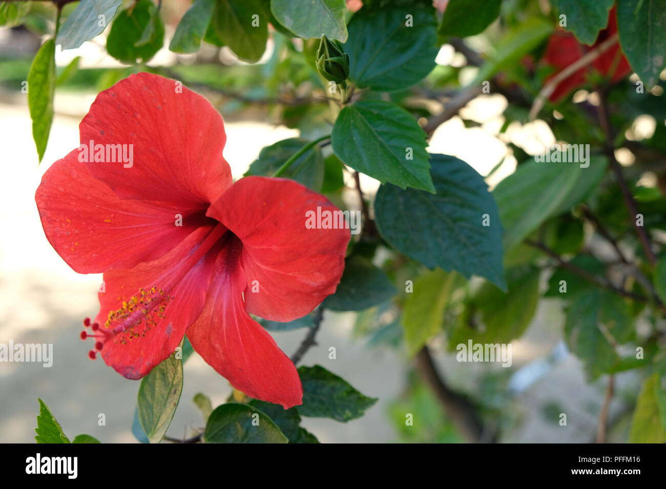 Hibiscus rosa-sinensis fleur dans le parc à Séville Banque D'Images