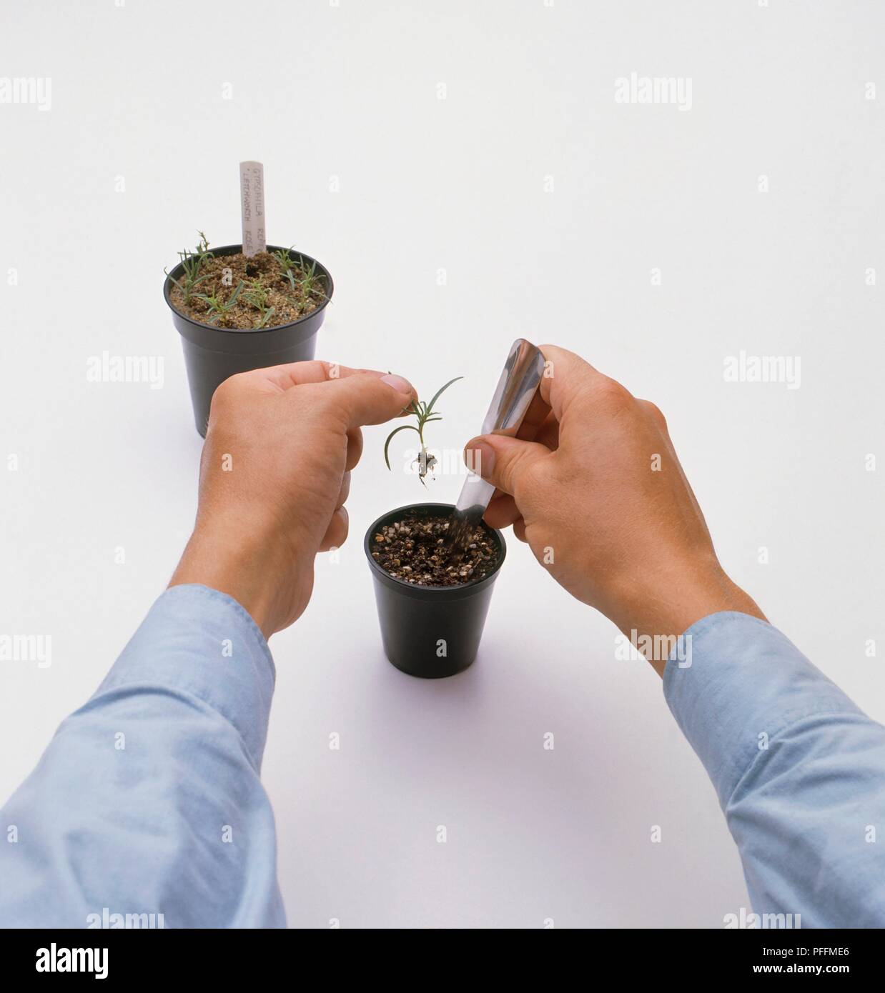 Main tenant une coupe unique, ancrée au-dessus de bois d'un pot, ce trou dans le compost à l'aide d'un metal widger, plus de boutures en pot séparé à proximité, close-up Banque D'Images