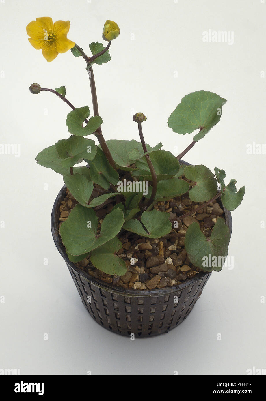 Bon exemple de Caltha palustris plante présentant des feuilles saines. Banque D'Images