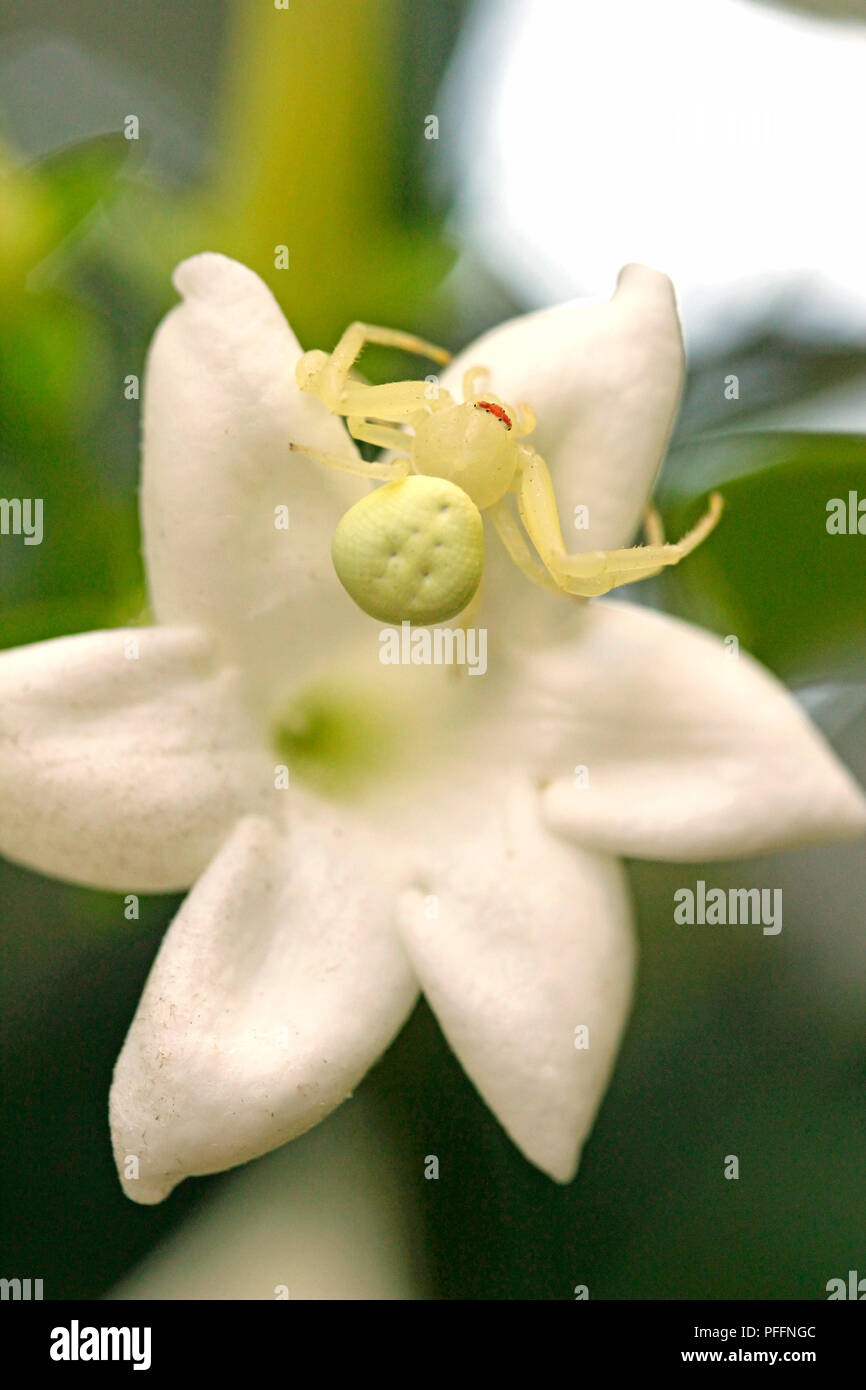 Araignée crabe à l'affût. Misumena vatia. Banque D'Images