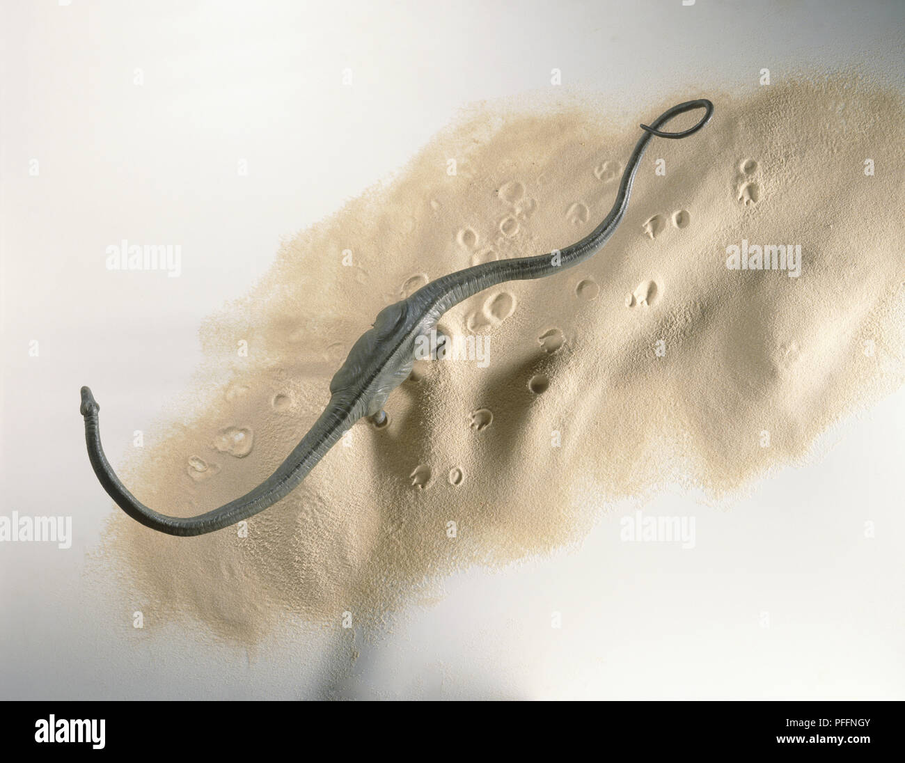 Barosaurus avec cou courbé à côté dans le sable, empreintes, vue d'en haut Banque D'Images