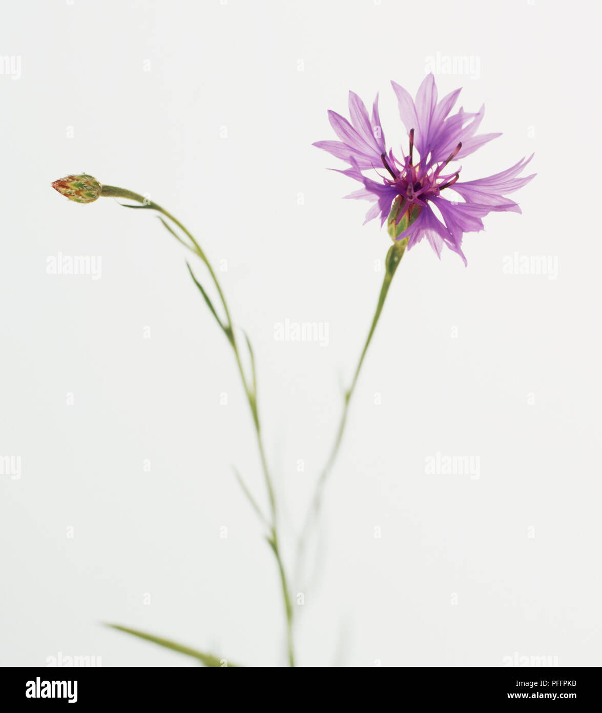 Bleuet, bouteille bleue, diplôme de boutons (Centaurea cyanus), single, blue-daisy-comme fleur sur tige étroite avec bouton floral couvert de petits poils Banque D'Images
