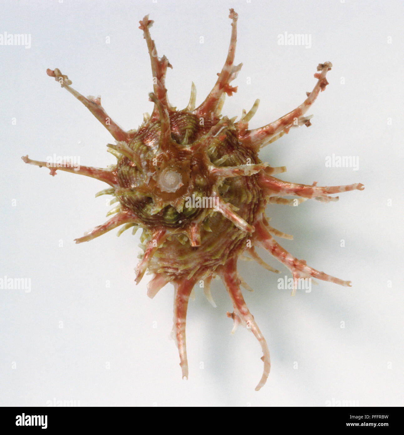 Angaria vicdani, vue de dessus de Victor Dan's Dephinula Shell, avec de grands corps court verticille et Spire, avec de longues épines fines autour de la coquille, rose doux de couleur orange. Banque D'Images