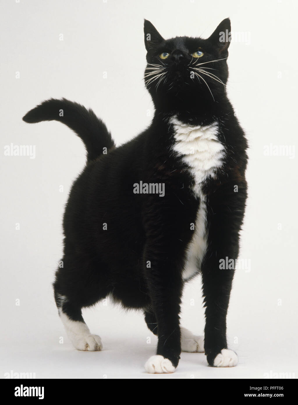 Chat Noir Et Blanc Felis Catus Jusqu A La Vue De Face Photo Stock Alamy Chat Noir Et Blanc Felis Catus Jusqu A La Vue De Face Photo Stock Alamy