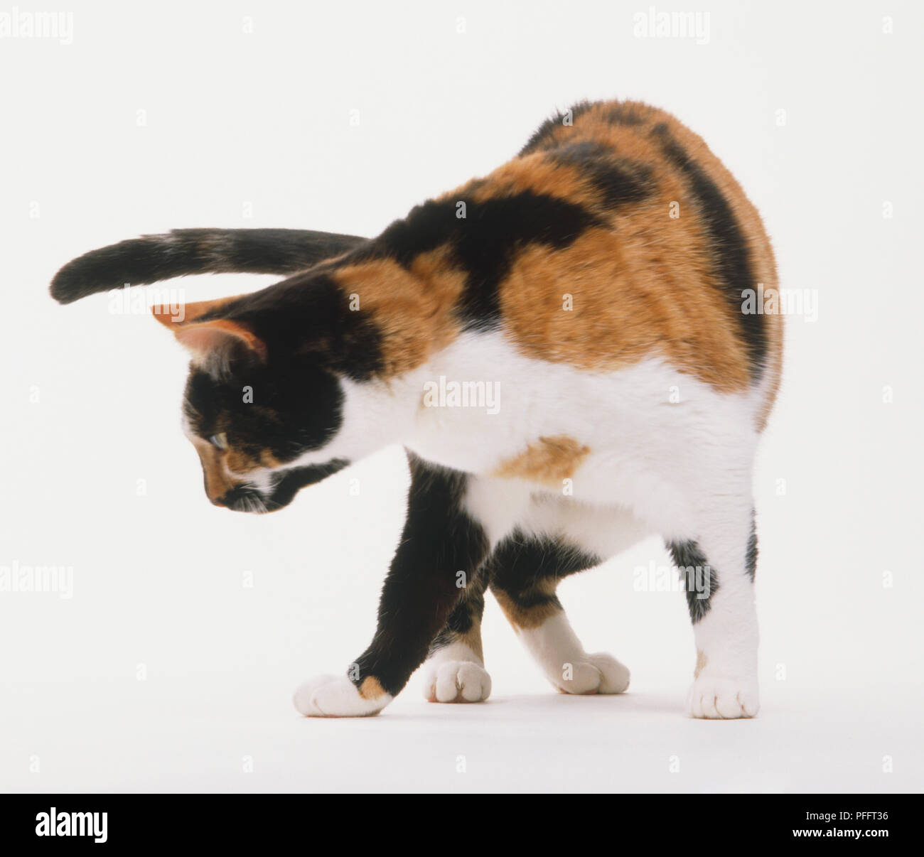 Marron, Noir et blanc l'écaille chat (Felis catus) tournant autour, vue avant Banque D'Images