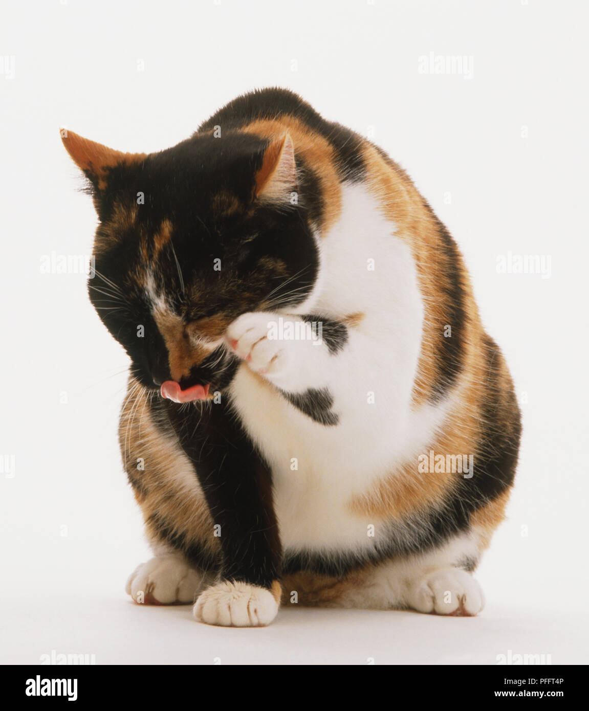 Marron Noir Et Blanc Ecaille De Chat Felis Catus Lecher Sa Patte Front View Photo Stock Alamy Marron Noir Et Blanc Ecaille De Chat Felis Catus Lecher Sa Patte Front View Photo Stock Alamy