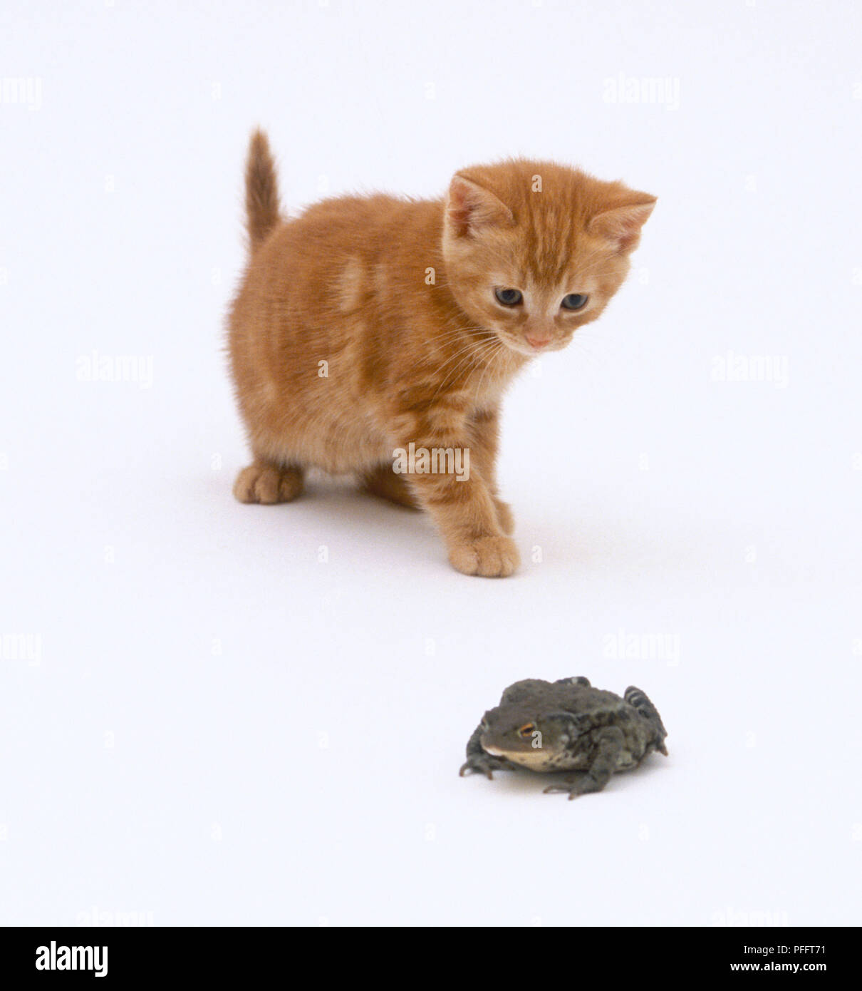 Ginger kitten regardant une grenouille Banque D'Images