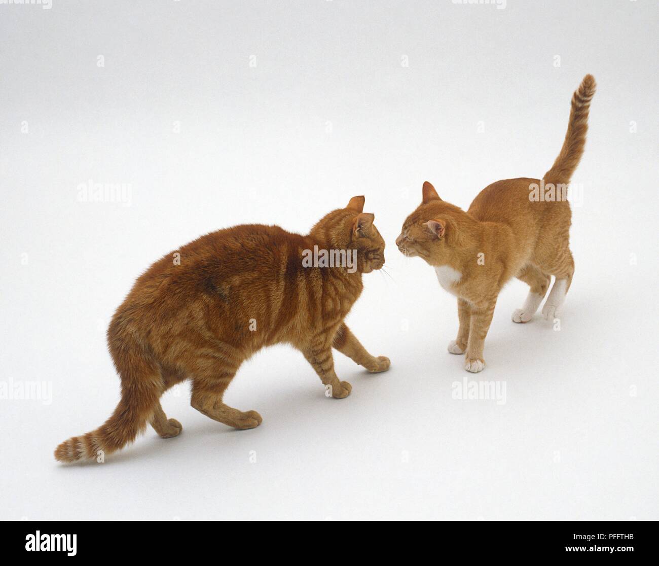 Deux chats gingembre debout face à face Banque D'Images