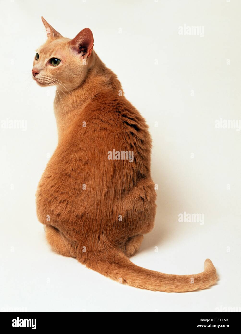 Le gingembre cat sitting, vue arrière Banque D'Images