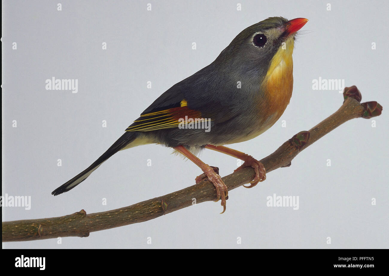 Pekin Robin - vue latérale Banque D'Images